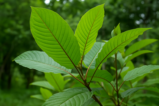 How long does kratom high last? - Seven Tech